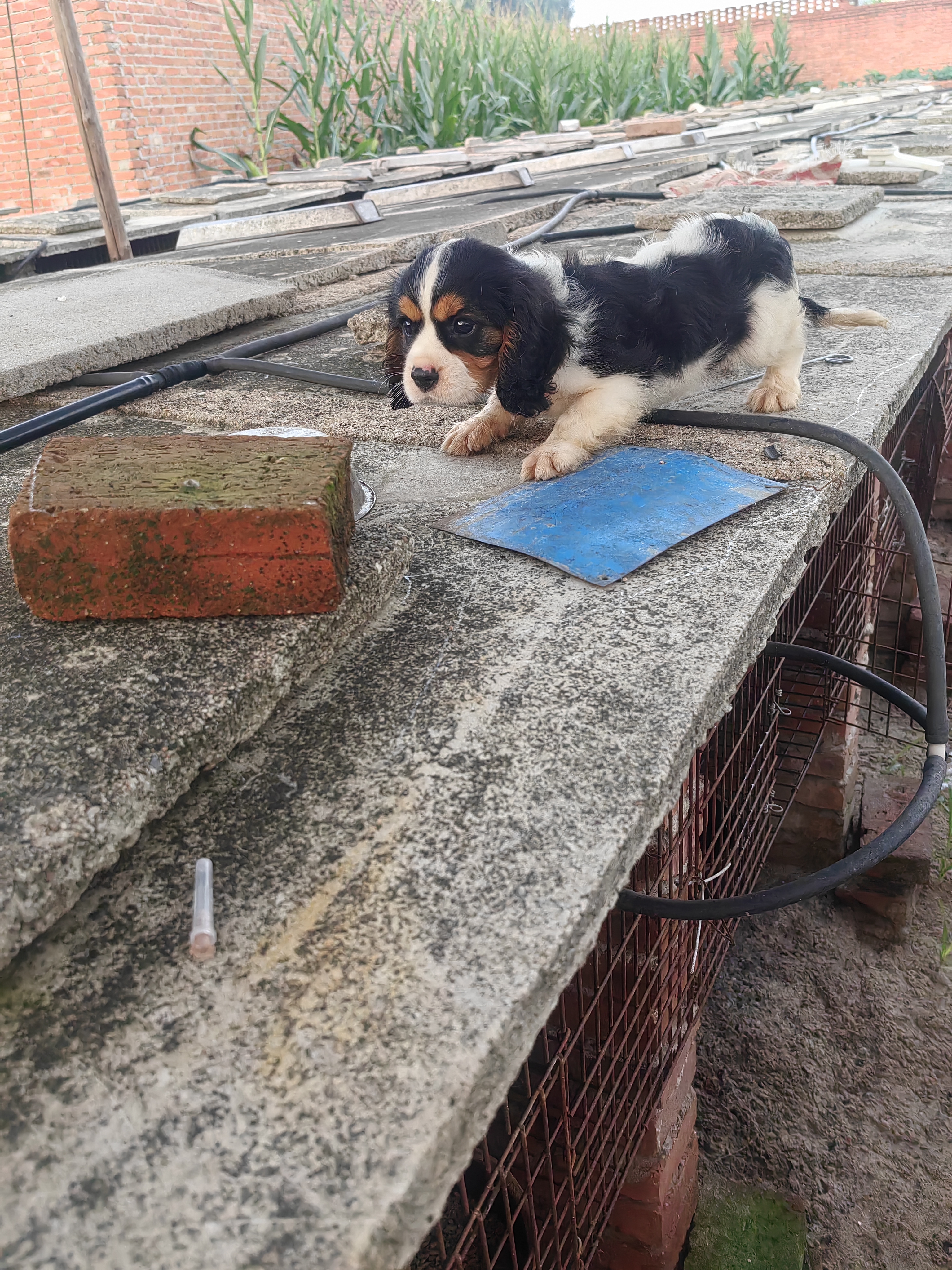 骑士查理王小猎犬温顺粘人